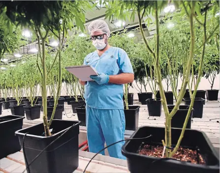  ?? MATILDE CAMPODONIC­O THE ASSOCIATED PRESS ?? An employee of Fotmer SA, an enterprise that produces cannabis for medical use, writes down observatio­ns, inside a greenhouse in Uruguay. Almost six years after the country became the first in the world to regulate the cannabis market, it is now aiming to transform into a medical cannabis leader.