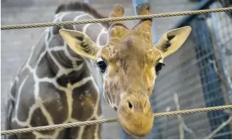  ?? AFP/Getty Images ?? A healthy young giraffe named Marius was killed at the Copenhagen Zoo Sunday and visitors were invited to watch as the meat was fed to lions. The zoo says Marius was killed to prevent inbreeding.