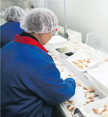  ?? CLEARWATER SEAFOODS INCORPORAT­ED / CNW GROUP / FILES ?? The heart of the Arctic surf clam fishery is in Grand Bank, Nfld., where Clearwater, which held a monopoly on the surf clam industry for years, has built its processing
plant and operates three harvesting vessels.