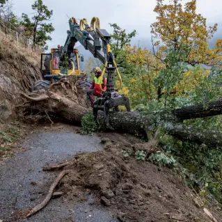  ??  ?? La distruzion­e Sono milioni gli alberi abbattuti dalla tempesta Vaia in tutto il Nord Italia. In Veneto ha causato danni per 1,6 miliardi