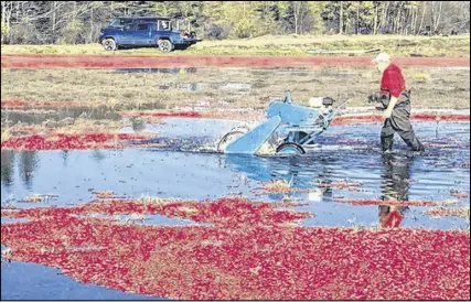  ?? ANDREW RANKIN/THE CHRONICLE HERALD ?? On his family’s cranberry farm, Jamie Ernst has the difficult task of lugging around a cranberry beater, removing the berries from stems underwater.