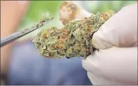  ?? CP PHOTO/DARRYL DYCK ?? A vendor trims marijuana with scissors during the annual 4-20 cannabis culture celebratio­n at Sunset Beach in Vancouver on April 20.