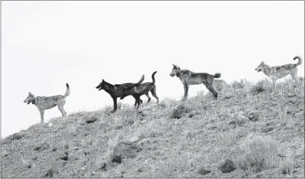  ?? WOLVES OF THE ROCKIES / ASSOCIATED PRESS ?? In this August 2012 file, the Lamar Canyon wolf pack moves through Yellowston­e National Park in Wyoming. New non-lethal ways to prevent wolf attacks on livestock are gaining ground in the West, where ranchers angry about losses have often shot them on...