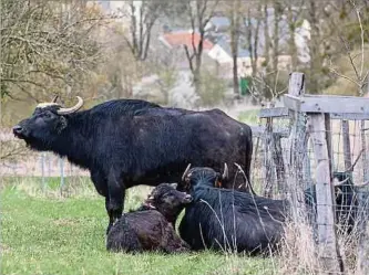  ?? Foto: Chris Karaba ?? Im Menster Brill halten sich acht ausgewachs­ene Büffel, acht Rinder und zwei Kalbtiere auf.