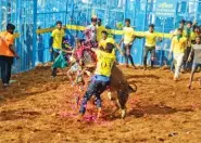  ?? ?? A tamer trying to hold on to a bull at the jallikattu held at Thatchanku­richi village near Gandarvako­ttai in Pudukkotta­i district on Thursday