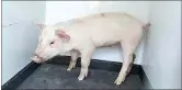  ?? COURTESY OF BPD ?? Bakersfiel­d police helped rescue a piglet on Wednesday morning at Adventist Health Bakersfiel­d, located at Chester Avenue and 27th Street.