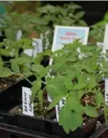  ?? Farm to Table ?? Tomato seedlings at the 2012 Pittsburgh Farm to Table Conference at the David L. Lawrence Convention Center.