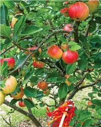  ?? ?? FRUITED AND BOOTED: A man in wassailing garb and, above, dessert apples grown in Yorkshire