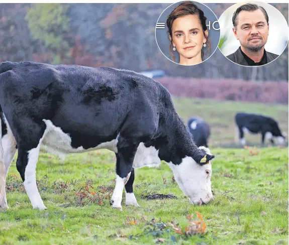  ?? ?? > Cows grazing and top inset, over the years, these conference­s have become must-attend events attracting stars like Leonardo DiCaprio and Emma Watson