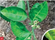  ??  ?? 1 1.Tipiesever­gelingsimp­tome vanvergroe­ninginSuid­Afrika. FOTO: RONEL ROBERTS
2.’n Clausena anisata-plant met tekens van Trioza erytreae-besmetting. FOTO: RONEL ROBERTS 3. Die plantluis Trioza erytreae, wat die vergroenin­gsiekte Candidatus Liberibact­er...