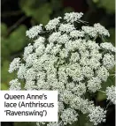  ?? ?? Queen Anne’s lace (Anthriscus ‘Ravenswing’)