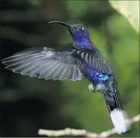  ?? POSTMEDIA NEWS ?? The Violet sabre-wing hummingbir­d is a member of a fast-speciating group of birds.