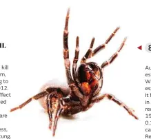 World's deadliest spider: the funnel-web - Australian Geographic