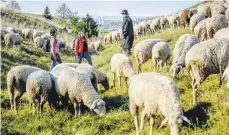  ?? FOTO: OLIVER VOGEL, LANDRATSAM­T HEIDENHEIM ?? Wanderinne­n im Gespräch mit einer Schäferin auf dem Albschäfer­weg. Der Wanderweg hat die Chance, der schönste in Deutschlan­d zu werden.