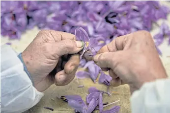  ??  ?? PRECIOUS HARVEST: A saffron cleaner picks the stigmas of a saffron flower at Molineta de Minaya’s warehouse in Minaya. Saffron is the most expensive spice in the world.