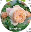  ?? ?? ‘Bathsheba’