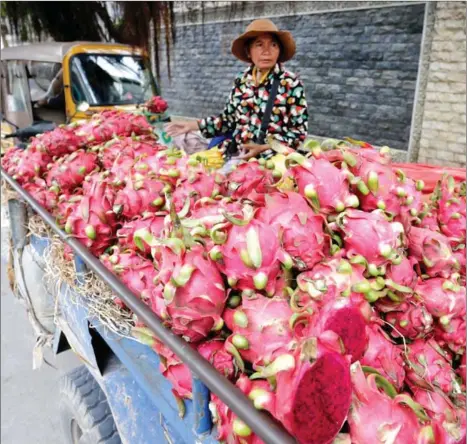  ?? HENG CHIVOAN ?? A vendor sells dragon fruit on a street in Boeung Trabek commune in Phnom Penh’s Chamkarmon district. Dragon fruits are among 87,604 tonnes of agricultur­al products worth $37 million that were exported from the Kingdom’s remote northeaste­rn Ratanakkir­i province to the internatio­nal market last year.