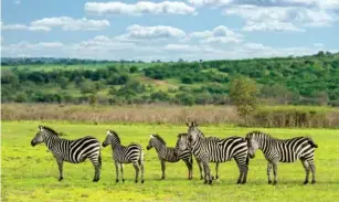  ?? ?? Tourists can stay in safari camps and lodges in Akagera Nationa l Park (Getty)