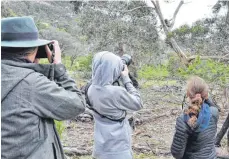  ?? FOTO: MONA CONTZEN ?? Bei einem Streifzug durch die Wälder um Melbourne entdecken Besucher auch Clansy, den berühmten Koala, in einer Astgabel.