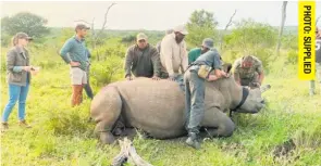  ?? ?? Ezemvelo KZN Wildlife rangers dehorn a rhino in an attempt to prevent poaching.