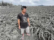  ?? Foto: Reuters ?? Taková škoda Popel ze sopky zasypal široké okolí. Filipínský rolník odhaduje škody, které napáchal na jeho plantáži s ananasy.