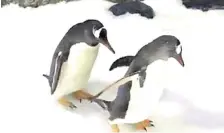  ?? — Reuters photo ?? Penguins, Sphen and Magic, walk at Sea Life Sydney Aquarium in Sydney.