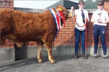  ??  ?? a local Limousin breeder won overall honours at the Louth County Show in Dundalk. Mullary Maxine, shown by Brodie and Marcella Molloy