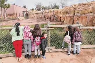  ?? ?? Gia Martinez, center, was elated about seeing the large male elephant, Mabhulane (Mabu), near the open area where the zoo’s three elephants roam in Fresno, Calif.