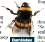  ?? ?? Bumblebee