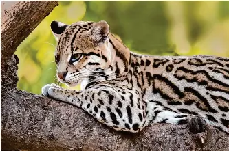 Too early to celebrate ocelots’ comeback - PressReader