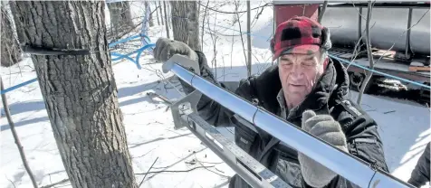  ?? RYAN REMIORZ/THE CANADIAN PRESS ?? Harold Varin adjust the sap lines at his sugar shack in Oka, Quebec. Quebec, the world’s largest producer of maple syrup, is ramping up output as it fends off rising competitio­n from the U.S. and neighbouri­ng provinces as well as a farmer rebellion...