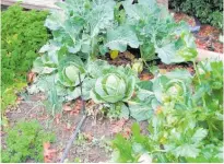  ?? ?? Vegetables such as cabbage and broccoli should all be dug into your garden now.