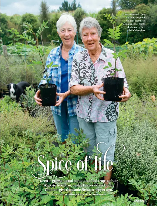  ??  ?? Lesley Fitzgerald (left) and Jenny Oliphant, with six-month-old Sichuan pepper plants, shadowed by their faithful dog Jess.