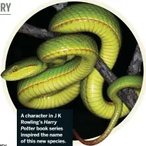  ??  ?? A character in J K Rowling’s Harry Potter book series inspired the name of this new species.
