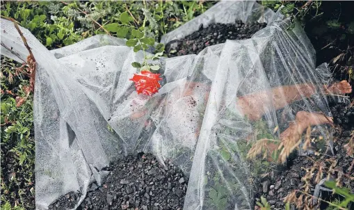  ?? Photos: Reuters ?? Horror stories: A rose lies on a plastic sheet covering a victim of a Malaysia Airlines flight MH17. In Gaza, Netream Netzleam, below, holds the body of her daughter Razel, 1, who medics said died yesterday from injuries sustained in an Israeli air...