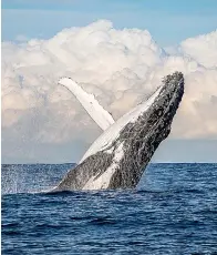  ?? Dreamstime ?? ■ Humpback whales eat both krill and anchovies, depending on what’s available. Krill tend to thrive in deeper and colder waters.