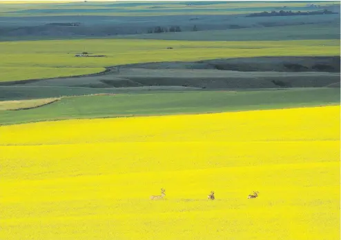  ?? MIKE DREW / CALGARY SUN ?? Three mule deer bucks in a field of canola east of Trochu, Alberta, about 150 kilometers north-east of Calgary. This year’s canola harvest is set to be one of the biggest ever but a new regulation imposed by China, Canada’s largest purchaser of Canola,...