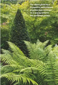  ??  ?? The alpine wood fern
Dryopteris wallichian­um provides lush contrast to a yew pyramid in the woodland garden