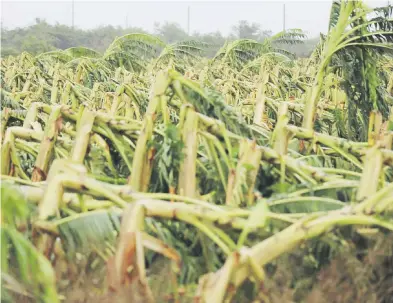  ?? Tonito.zayas@gfrmedia.com ?? El huracán Fiona destruyó siembras de guineos, plátanos, hortalizas y la cosecha de café. En la foto, algunos de los daños en Salinas.