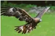  ?? Foto: Dr. Christoph Moning, lbv ?? Wenn der Steinadler seine Flügel ausbreitet, dann beträgt der Abstand von einer Flügelspit­ze zur anderen ungefähr zwei Meter.