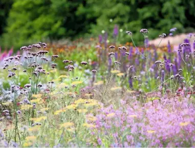  ??  ?? RICH TAPESTRY (clockwise from top) Rusty-toned astilbe, echinacea, plumes of Calamagros­tis brachytric­ha, white actaea and pink eupatorium; bring binoculars; a nonchalant crane; Verbena bonariensi­s above yellow achillea and lythrum