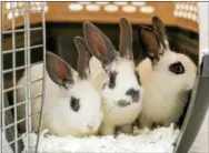  ?? SUBMITTED PHOTO ?? These rabbits are in poor condition after being seized as part of a suspected dog-fighting operation.
