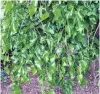  ??  ?? Fruity . . . The weeping white mulberry has edible fruit.