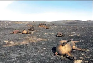  ?? SUBMITTED PHOTO DEREK BARNES ?? Ivan Schlaht lost 98 head of cattle as a result of the Bindloss fire in September. Some survived the fire but then aborted their calves. Schlaht says he has slept only a few nights since then with images of his burned cattle playing over and over again...