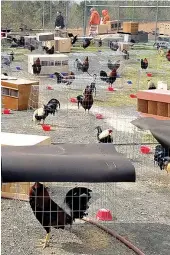  ?? Photo by Sevier County Sheriff’s Office ?? ■ Nearly 200 roosters are being held on the grounds of the Sevier County jail in De Queen, Ark., after a raid on a suspected cockfighti­ng operation that netted more than 100 arrests, authoritie­s said.