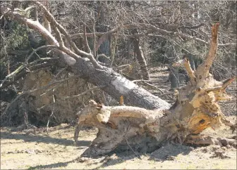  ?? STAFF PHOTO BY PAUL LAGASSE ?? The Nor’easter that ripped through the region on Friday was responsibl­e for knocking down many trees and signs as well as cutting power for thousands of residents. This is one of several trees felled by the storm on the county public works department’s...