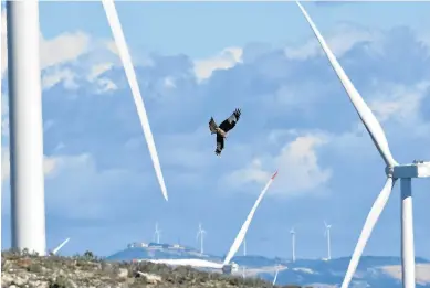  ?? ANSAR ?? Un águila perdicera, entre aerogenera­dores del Campo de Borja con alta mortalidad de avifauna.