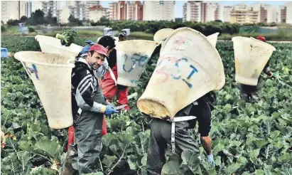  ?? Foto: Ángel García ?? Viele Erntehelfe­r arbeiten und leben unter prekären Bedingung.