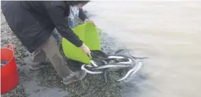  ??  ?? Eels have been released into the Mar Menor