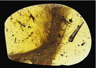  ??  ?? ABOVE: The feathered dinosaur tail trapped, along with some insects, in 99-million-year-old amber. BELOW: The pebble found on a Sussex beach and now identified as the first fossilised dinosaur brain ever found.